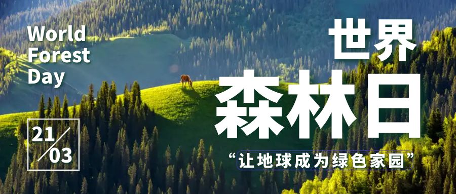 共建綠色家園，共享森林盛宴：世界森林日活動策劃方案
